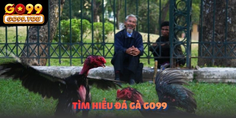Tìm hiểu về Đá Gà Go99