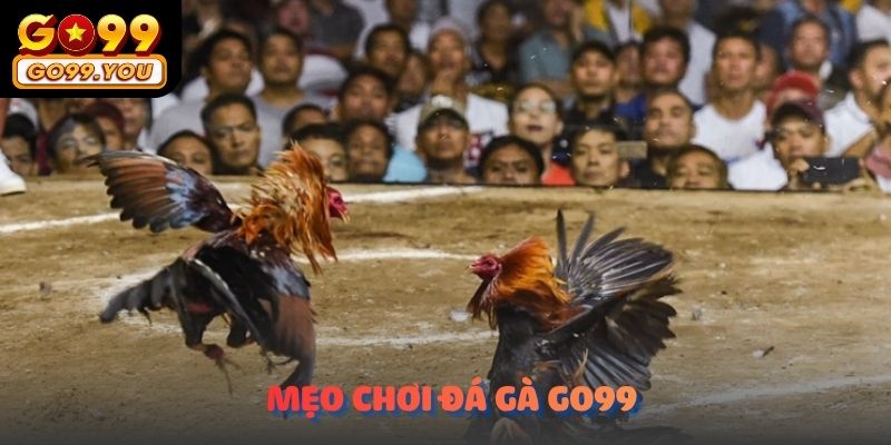 Mẹo chơi Đá Gà Go99 giúp tăng cơ hội chiến thắng