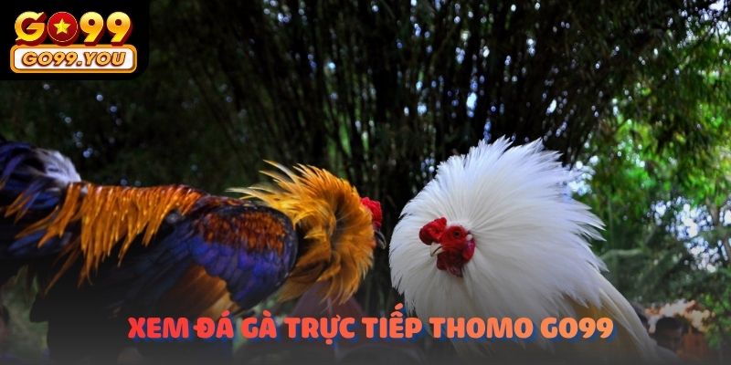 Xem đá gà trực tiếp thomo go99