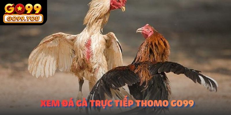 Đồng hồ đếm ngược rõ ràng khi Xem đá gà trực tiếp thomo go99