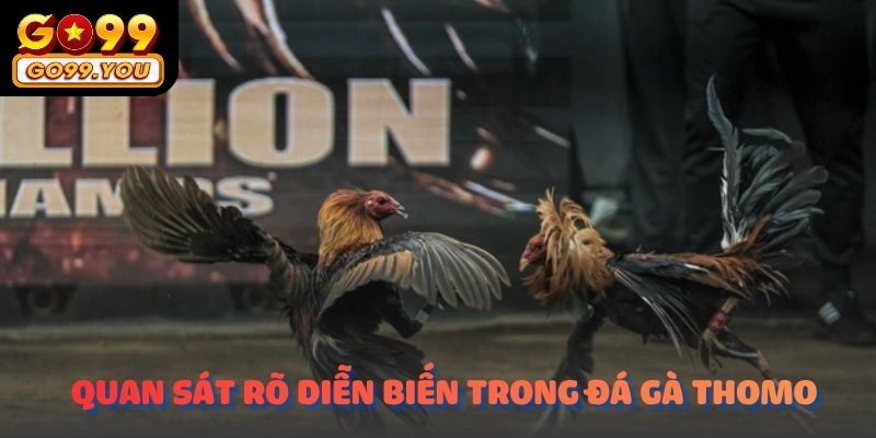 Góc quay ổn định giúp quan sát rõ diễn biến trong sới Thomo
