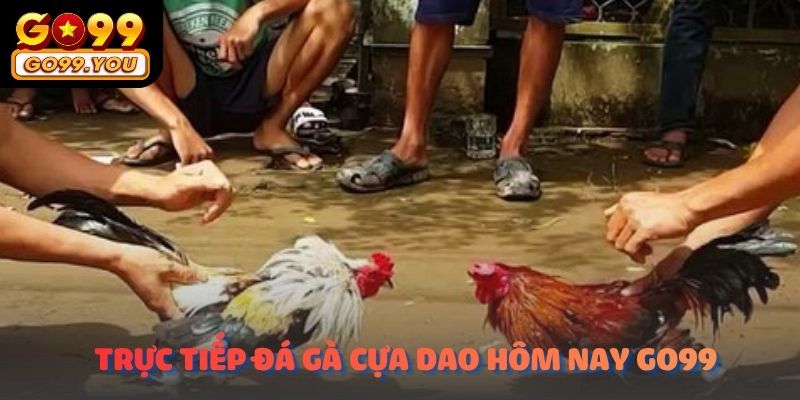 Trực tiếp đá gà cựa dao hôm nay go99