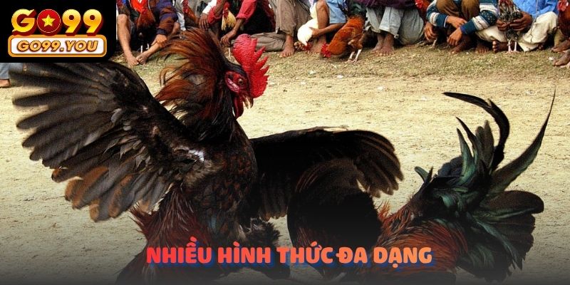 Trực tiếp đá gà cựa dao hôm nay go99 có rất nhiều hình thức đa dạng